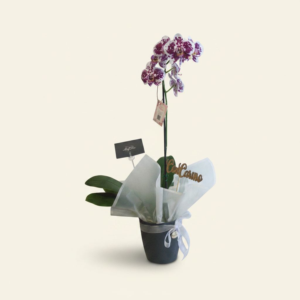 Arreglo de orquídeas en maceta de cerámica · Mely Flor